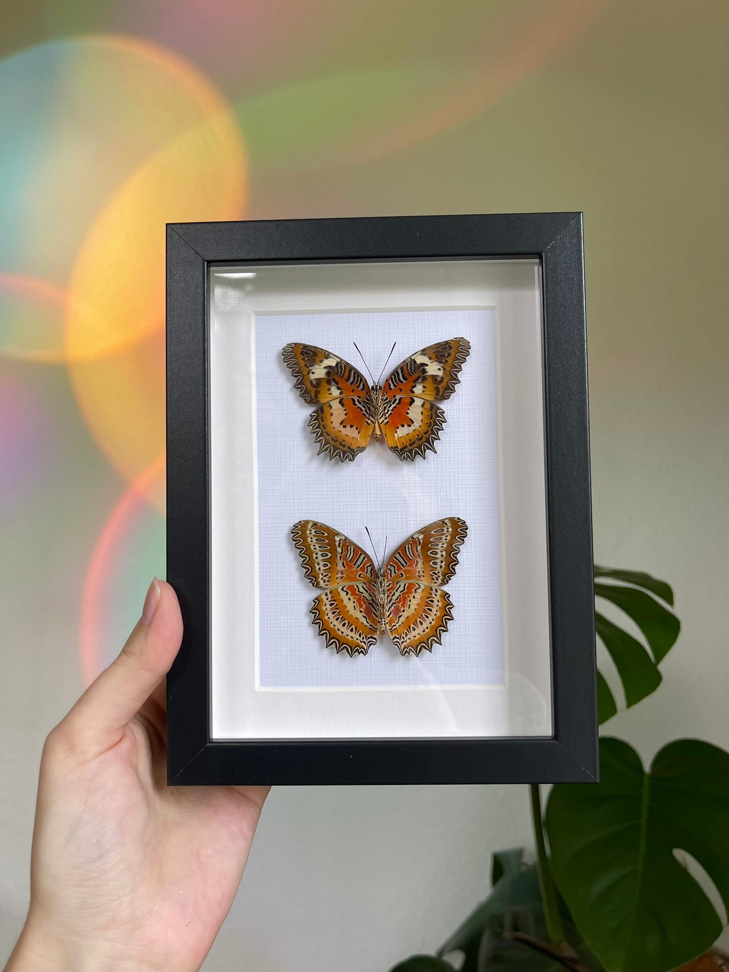 Cethosia mix frame