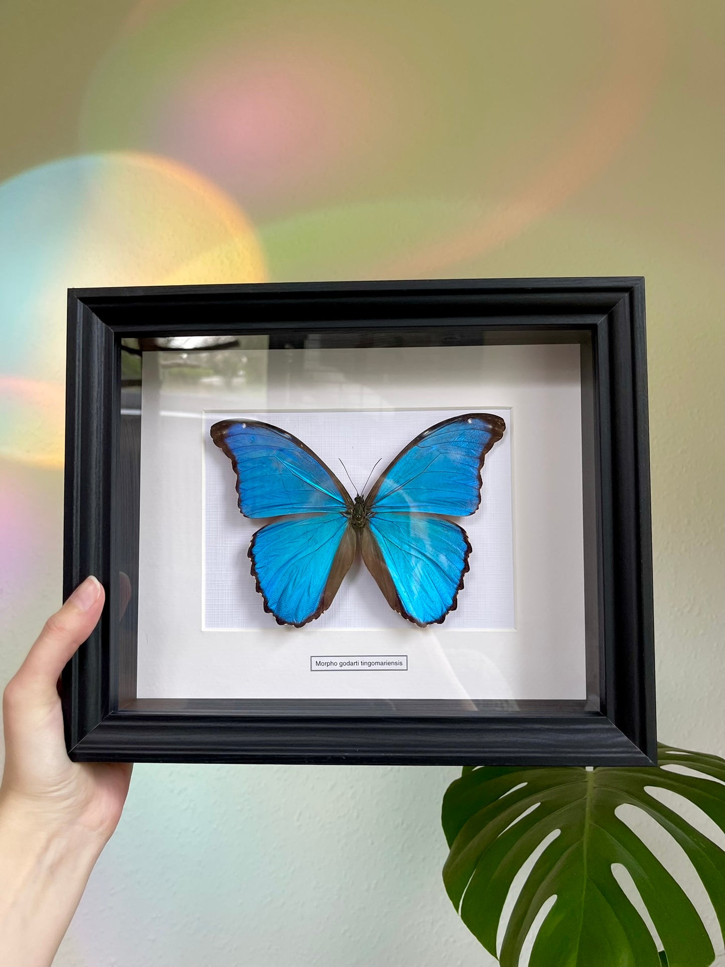 Morpho godarti tingomariensis