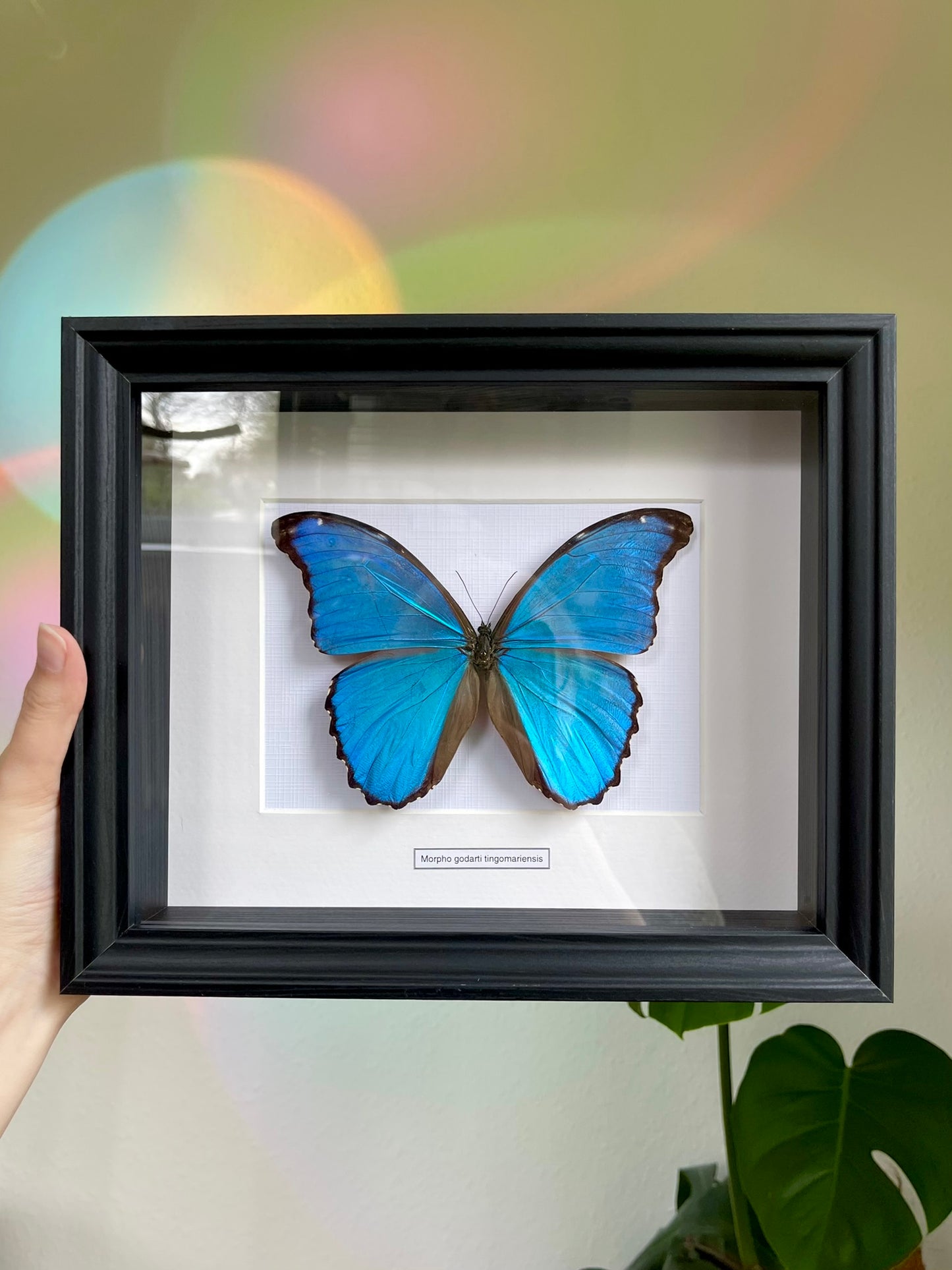 Morpho godarti tingomariensis