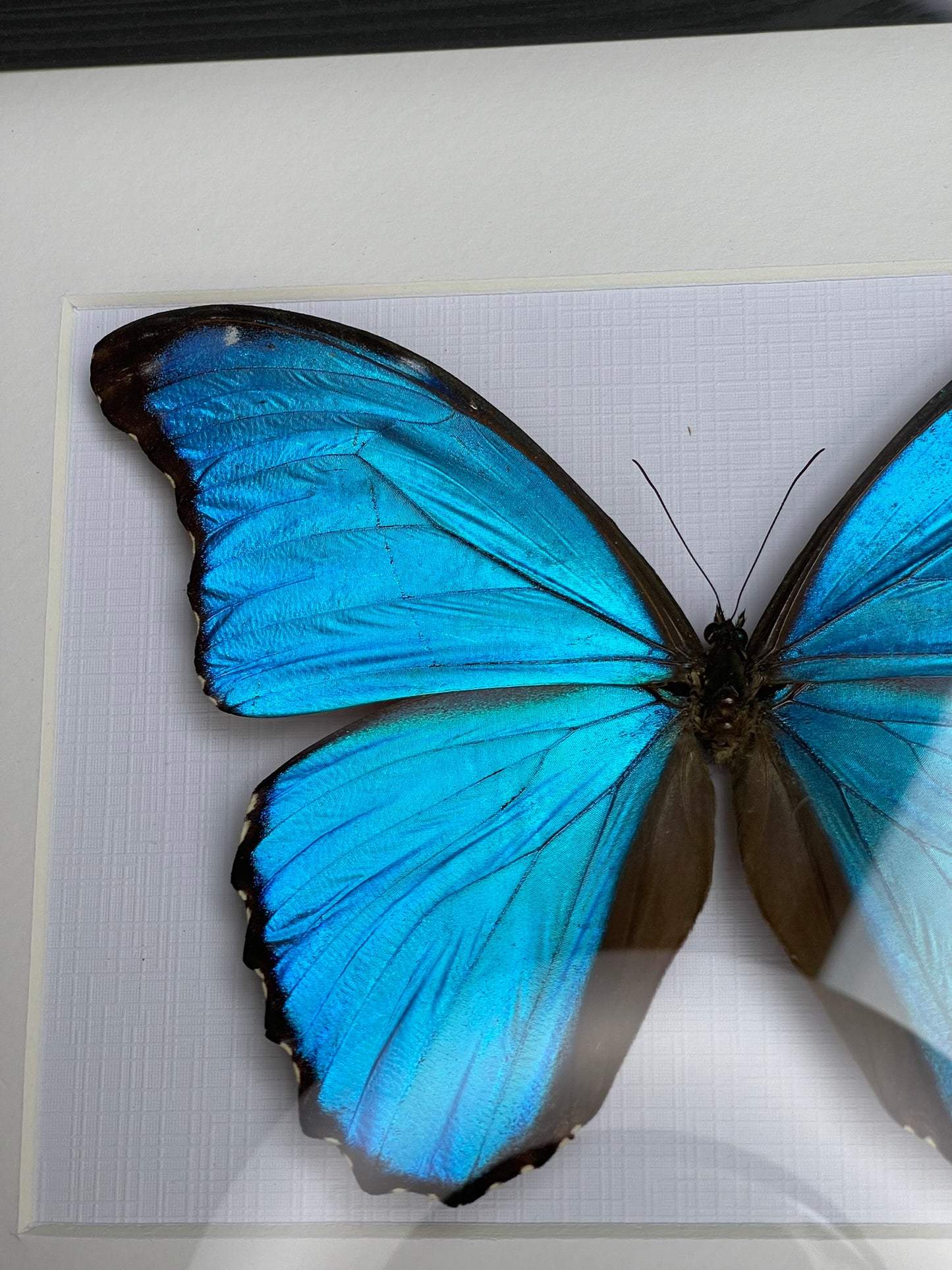 Morpho godarti tingomariensis